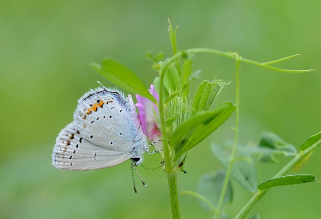 カラスノエンドウの花外蜜腺で吸蜜するツバメシジミ