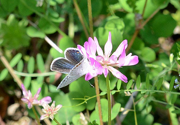 ツバメシジミのメス