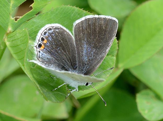 シロツメクサに来たツバメシジミ