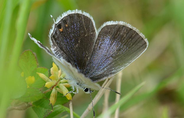 コメツブツメクサに来たツバメシジミ