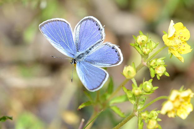 ヘビイチゴにとまるツバメシジミのオス