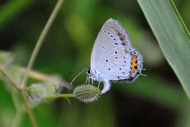 ヤブジラミ？に産卵するツバメシジミ