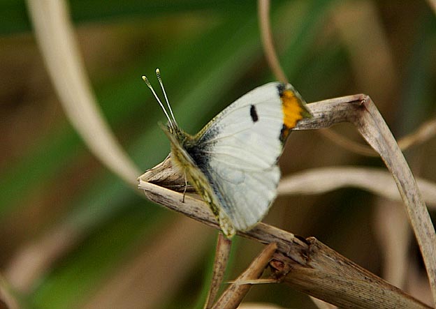 ツマキチョウのオスの写真