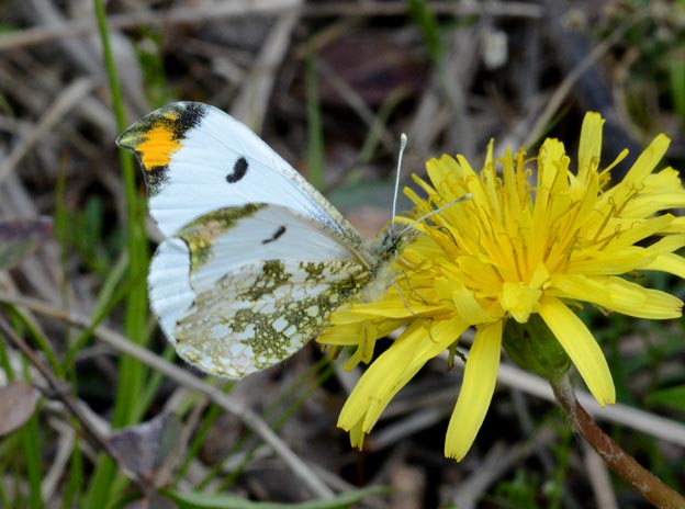 カンサイタンポポに来たツマキチョウ