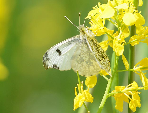 セイヨウカラシナに吸蜜に来たツマキチョウ