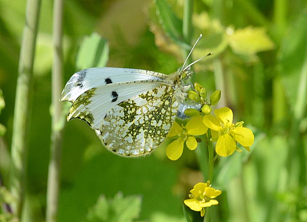 セイヨウカラシナに産卵するツマキチョウ