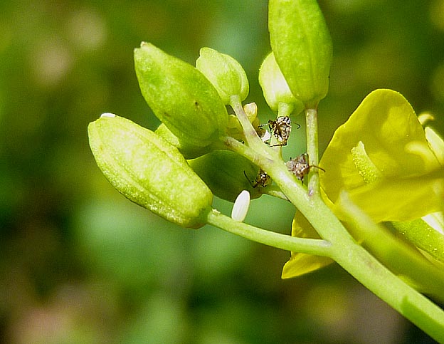 ツマキチョウの卵