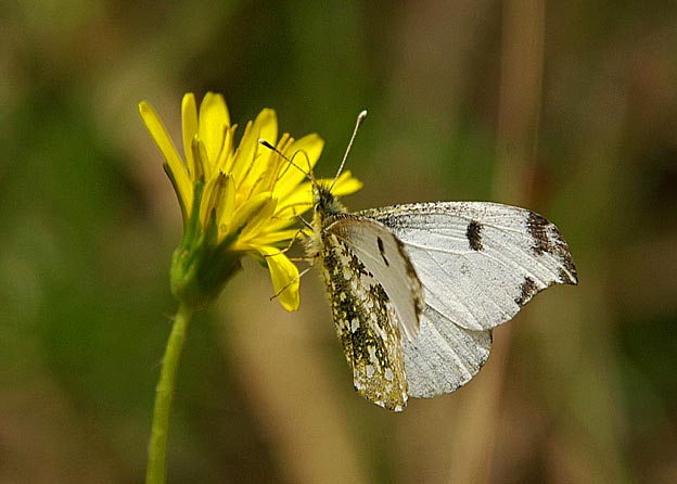 ツマキチョウのメスの写真
