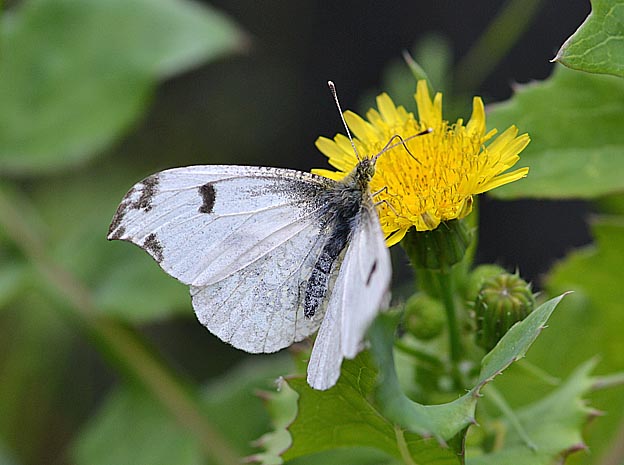 吸蜜中のツマグロキチョウのメス