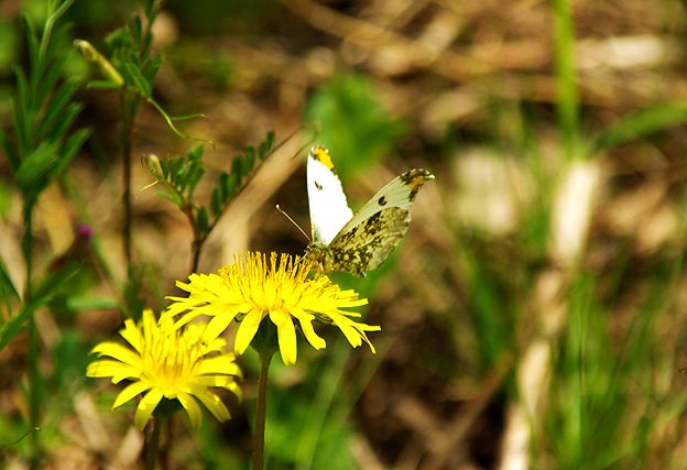 カンサイタンポポで吸蜜するツマキチョウ