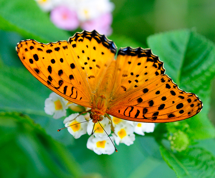 ランタナで吸蜜中のツマグロヒョウモンのオス