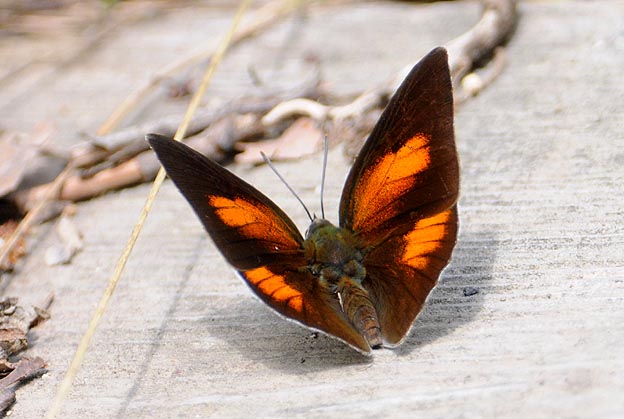 ウラギンシジミのオス