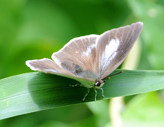 ウラギンシジミのメス