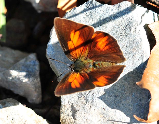 翅を開いたウラギンシジミのオス