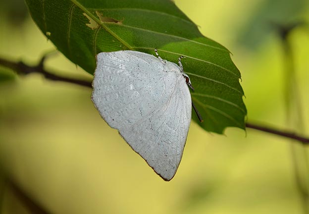 葉の裏に止まったウラギンシジミ