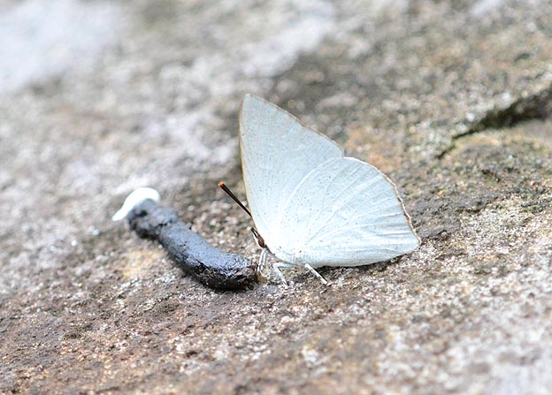 鳥の糞に来たウラギンシジミ