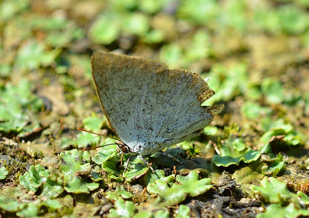 吸水中のウラギンシジミ