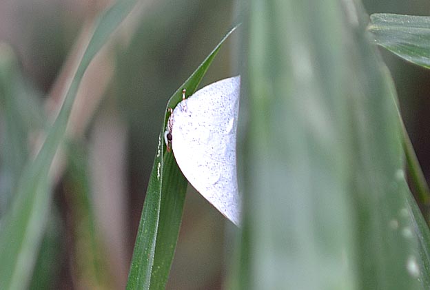 越冬中のウラギンシジミ