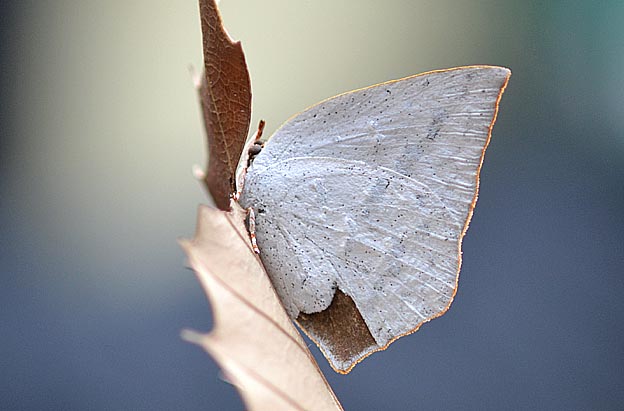枯れ葉の裏で越冬するウラギンシジミ