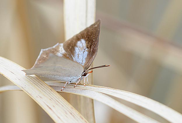 越冬後のウラギンシジミ