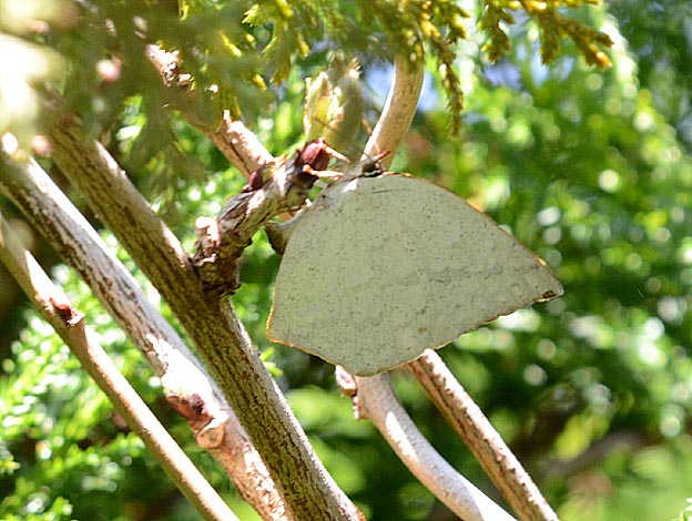 産卵するウラギンシジミ