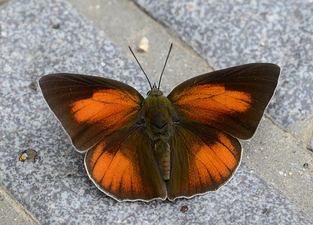 6月のウラギンシジミのオス