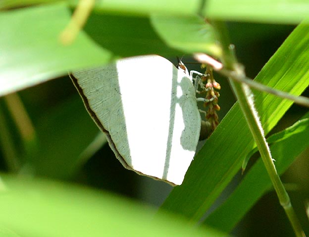 ウラギンシジミの産卵