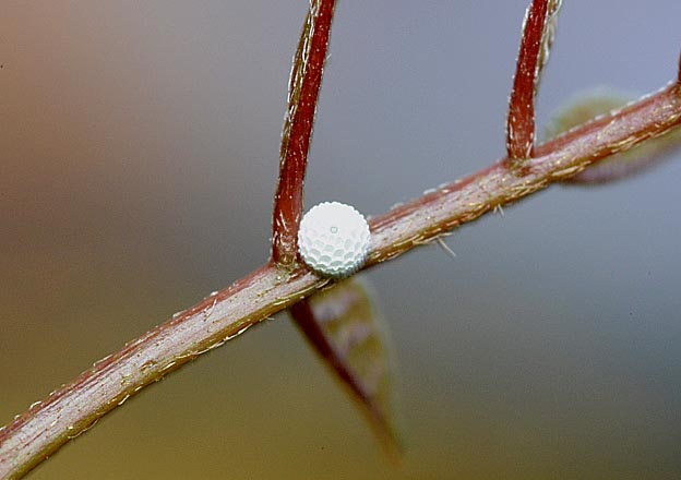 ウラギンシジミの卵