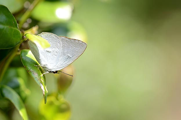 初見のウラギンシジミ