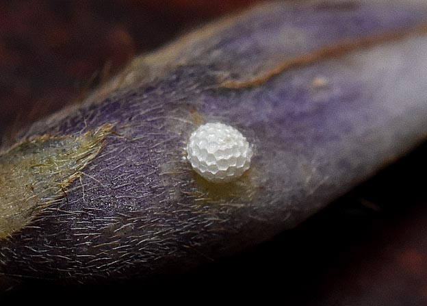 ウラギンシジミの卵の写真