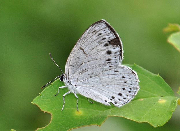 ウラゴマダラシジミの写真