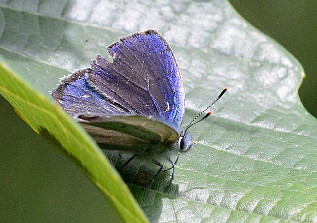 ウラジロミドリシジミの写真