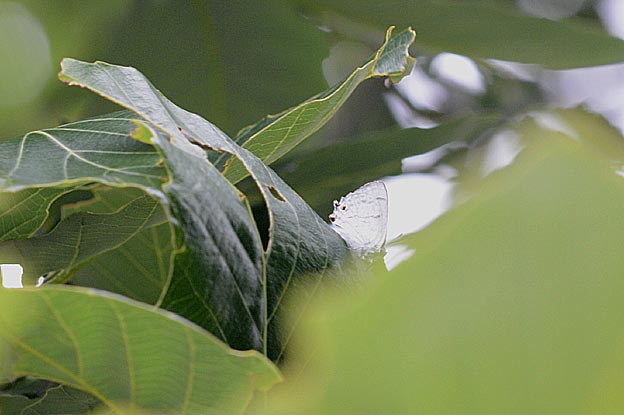 ウラジロミドリシジミ