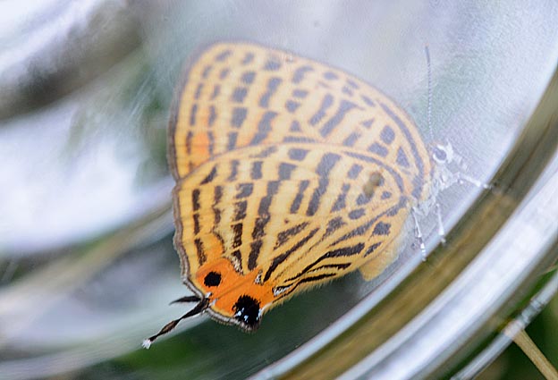 ウラナミアカシジミの写真