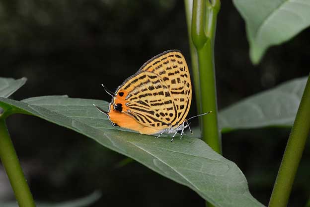 ウラナミアカシジミの写真