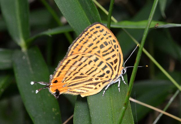 ウラナミアカシジミの写真