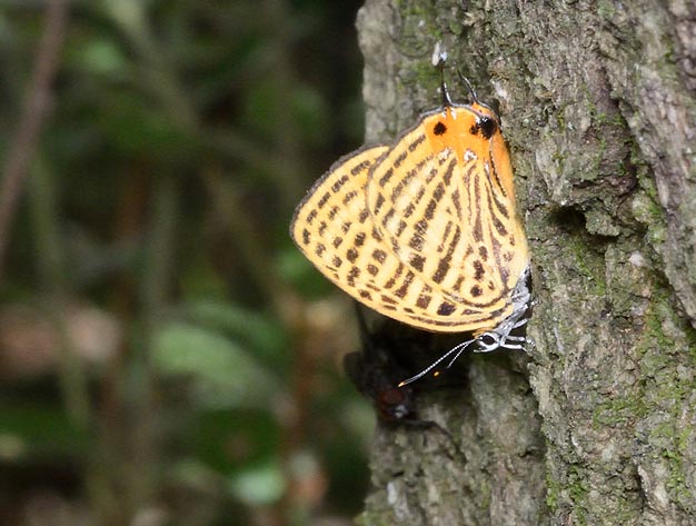 幹にとまったウラナミアカシジミ