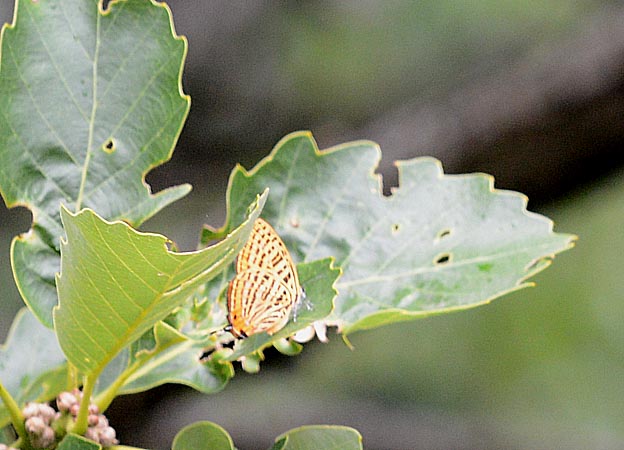 ウラナミアカシジミ