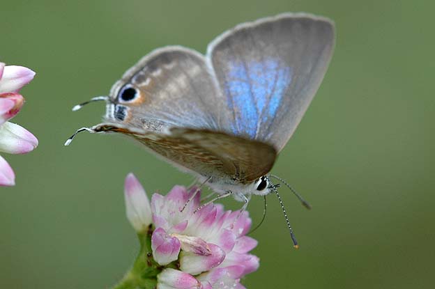 ウラナミシジミの写真