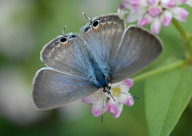 実座そばで吸蜜するウラナミシジミ
