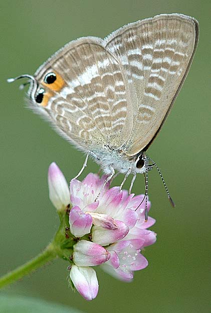 波の模様のウラナミシジミ