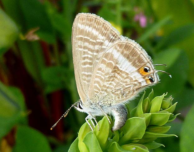 産卵中のウラナミシジミ