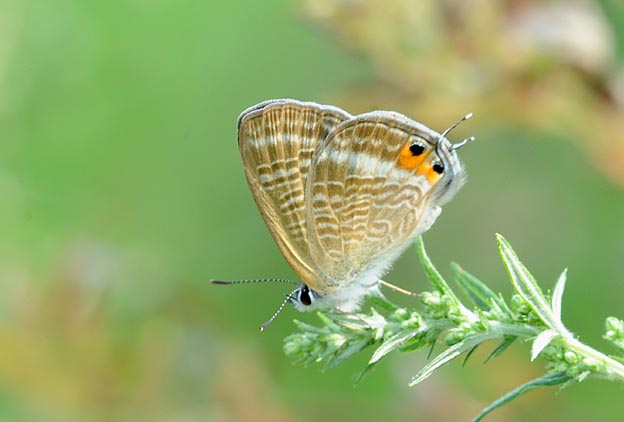 クズの草原のウラナミシジミ