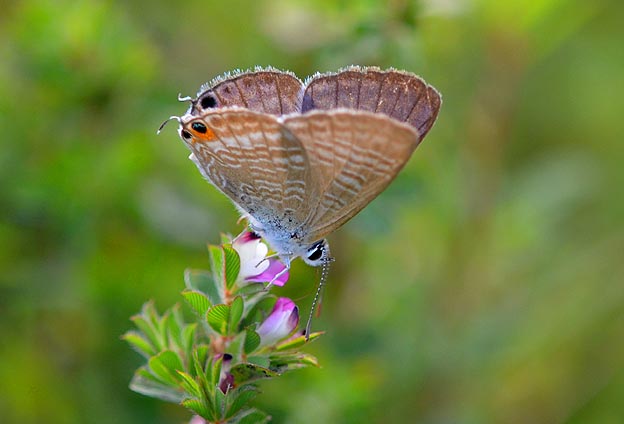河川敷に多くなったウラナミシジミ