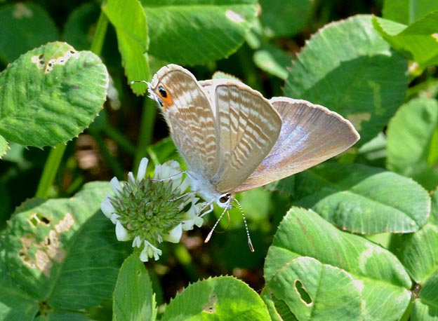 クローバーで吸蜜するウラナミシジミ
