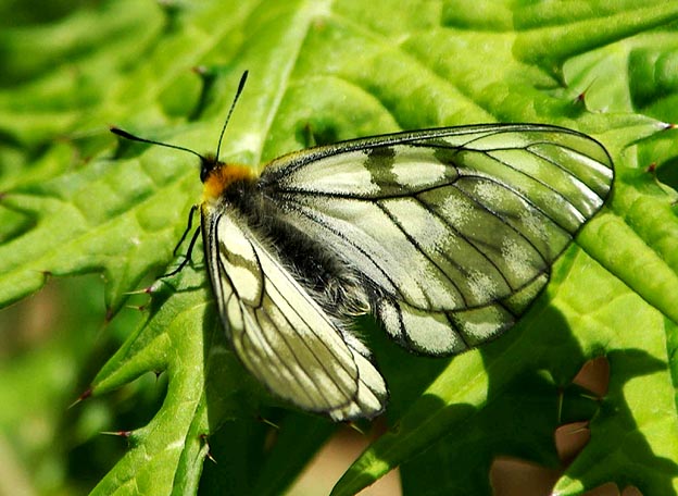 ウスバシロチョウの写真