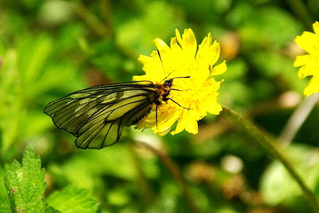 ウスバシロチョウの写真