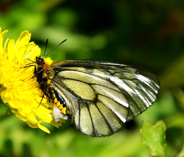 ウスバシロチョウの写真
