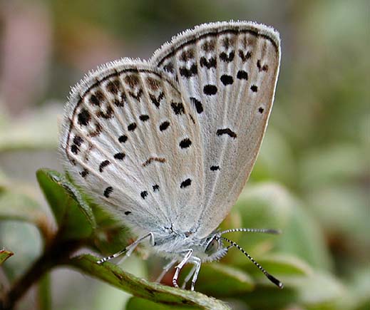 サツキにとまるヤマトシジミ