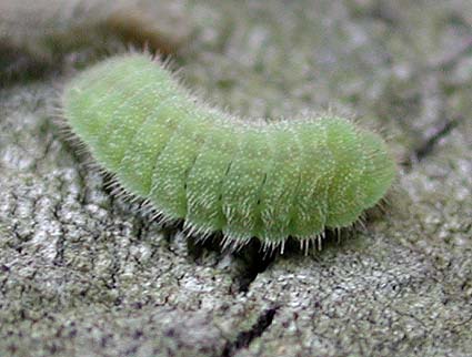 ヤマトシジミの終齢幼虫